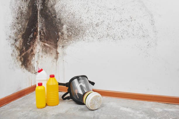 Trusted Kettle Falls, WA Mold Remediation Experts
