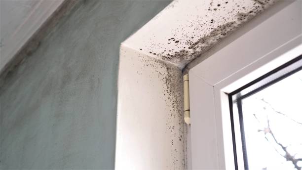 Best Industrial Mold Remediation in Kettle Falls, WA