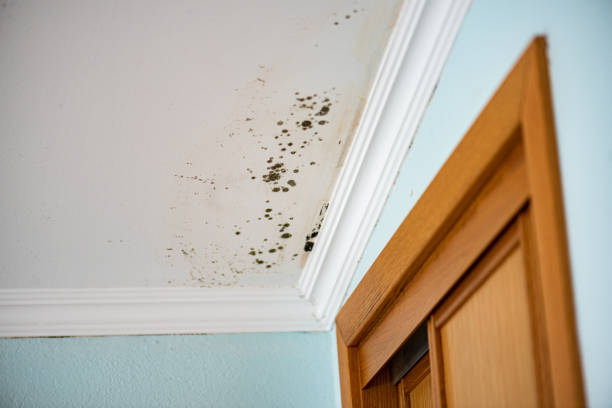 Professional Mold Remediation in Kettle Falls, WA