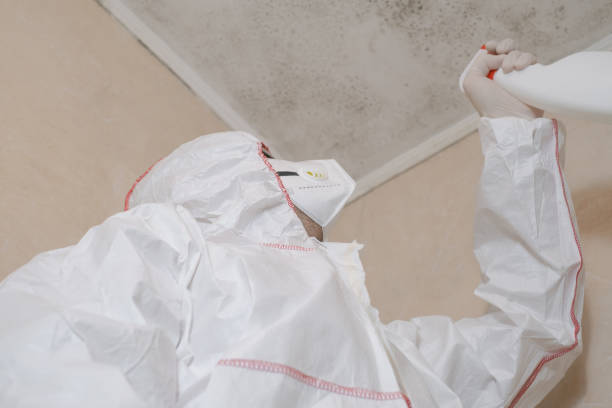 Best Residential Mold Remediation in Kettle Falls, WA