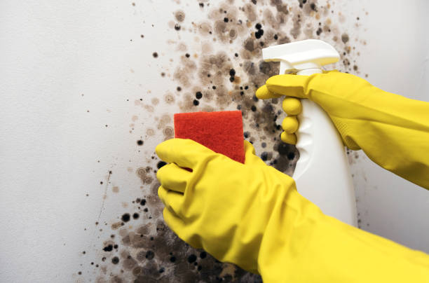 Best Black Mold Remediation in Kettle Falls, WA