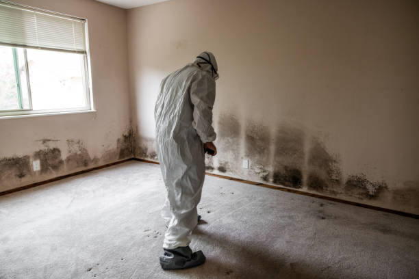 Best Attic Mold Remediation in Kettle Falls, WA