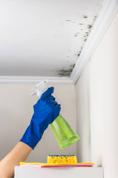 Best Kitchen Mold Remediation in Kettle Falls, WA